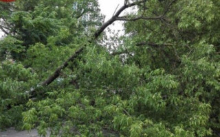 В Киеве дерево разбило автомобиль: есть фото