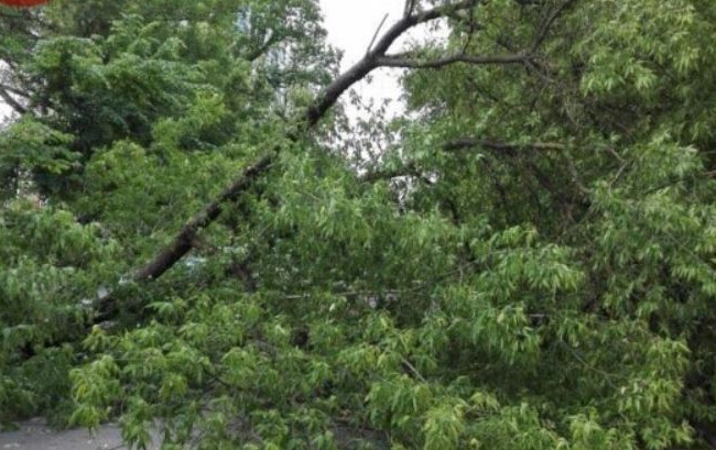 В Киеве дерево разбило автомобиль: есть фото