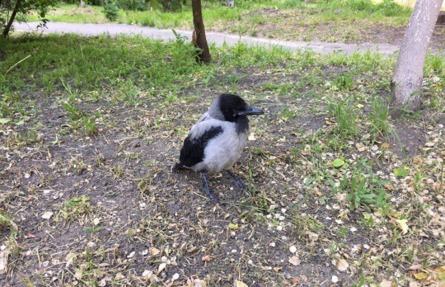 Вороны напали на детей в столичном детсаду