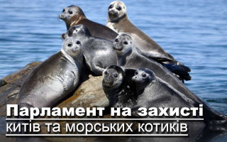 Парламент на захисті китів та морських котиків