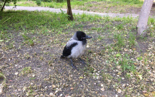 Вороны напали на детей в столичном детсаду