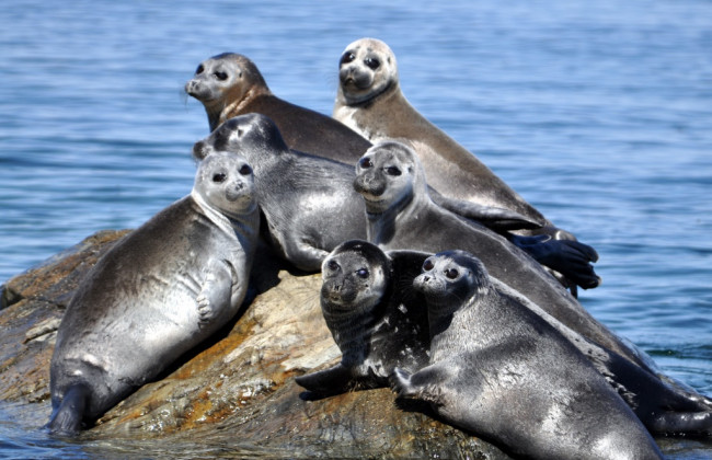 Парламент на захисті китів та морських котиків