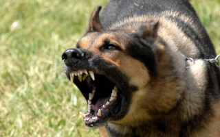 В России бродячие собаки затащили ребенка в канализацию