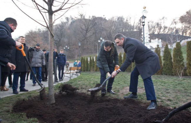 В Киеве массово воруют деревья: есть подробности