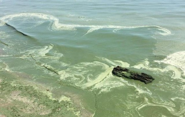 В Одессе позеленело море: украинцам советуют отказаться от купания