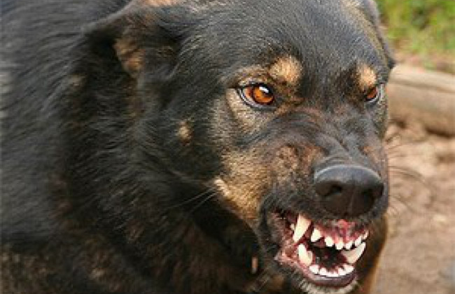 5-летнего ребенка сильно покусала собака в Харьковской области