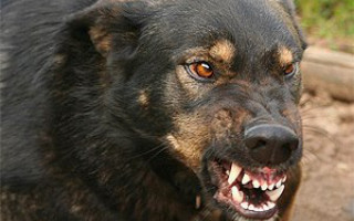5-летнего ребенка сильно покусала собака в Харьковской области