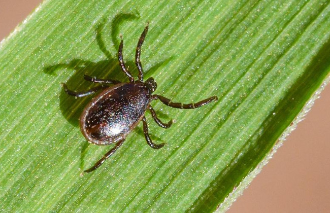 Спалах небезпечної інфекції зафіксували під Києвом: що слід знати