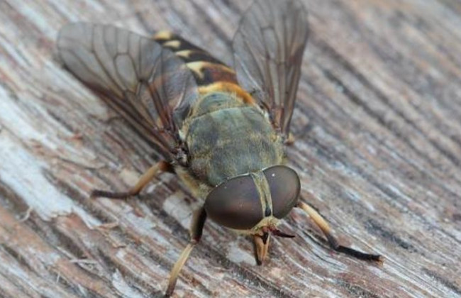 Смертельный укус насекомого: под Сумами произошла трагедия