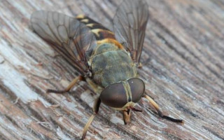 Смертельный укус насекомого: под Сумами произошла трагедия
