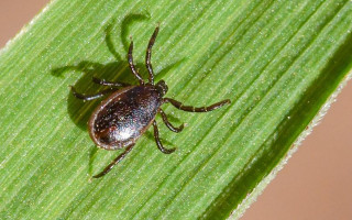 Спалах небезпечної інфекції зафіксували під Києвом: що слід знати