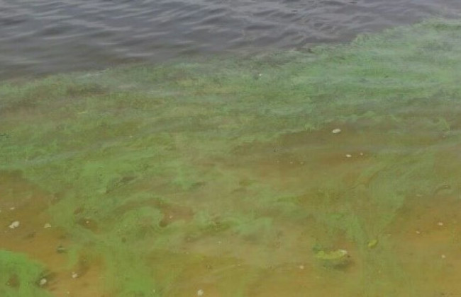 Масований злив забрудненої води в притоку Дніпра зафіксували кияни, є відео