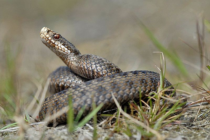Опасная находка: жильцы дома по Днепром обнаружили змею