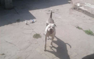 Тіло пошматував: бійцівський пес напав на жінку під Києвом