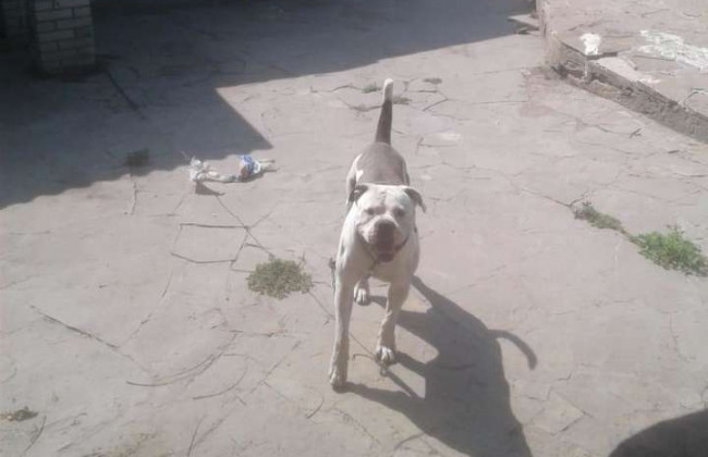 Тіло пошматував: бійцівський пес напав на жінку під Києвом