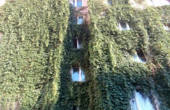 Дикий виноград «оккупировал» дом в Киеве: впечатляющие фото