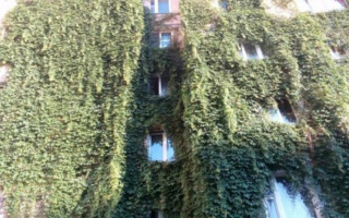 Дикий виноград «оккупировал» дом в Киеве: впечатляющие фото