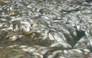 Масово гине риба: Дніпро отруїли невідомою речовиною