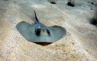 На Одеському пляжі з’явилися отруйні скати: туристів попередили про небезпеку