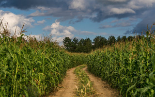 Нашли в поле без одежды и с кляпом во рту: под Киевом убили сотрудницу Верховной Рады