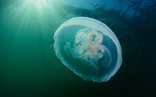 Киевлян поразили медузы в Днепре