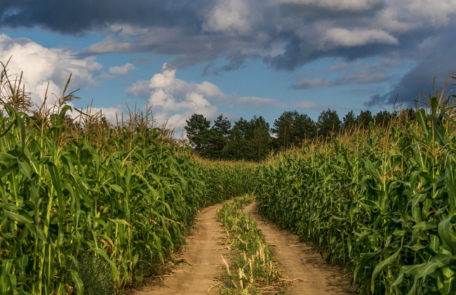 Нашли в поле без одежды и с кляпом во рту: под Киевом убили сотрудницу Верховной Рады