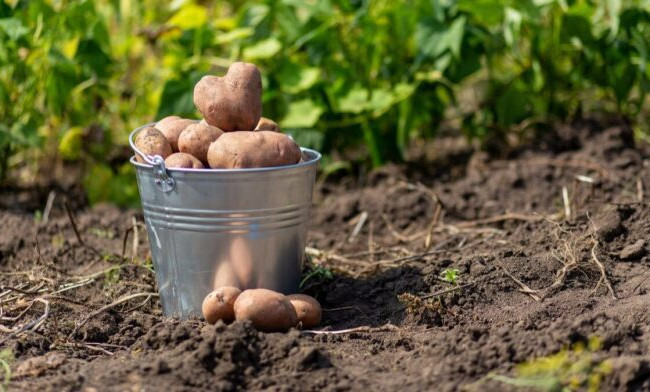 Огород под окнами многоэтажки поразил киевлян, есть фото