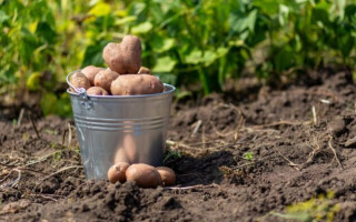 Огород под окнами многоэтажки поразил киевлян, есть фото