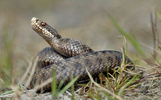 Нашестя змій на Львівщині: двоє людей в лікарні