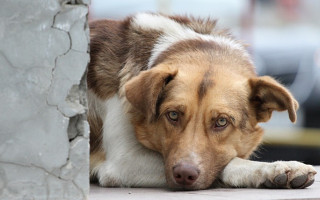 Під Києвом жінка знущалася над тваринами: подробиці