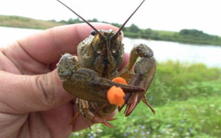 Київським рибалкам повідомили про нову заборону: подробиці