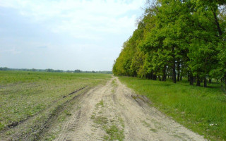 На Львівщині у лісосмузі знайшли тіло чоловіка без ознак життя