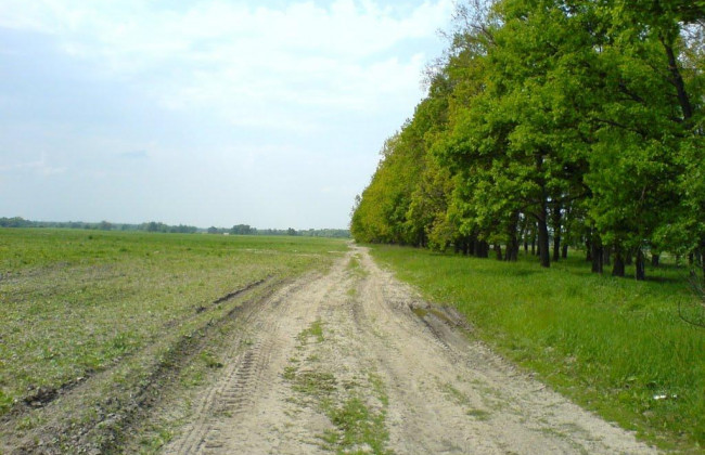 На Львівщині у лісосмузі знайшли тіло чоловіка без ознак життя