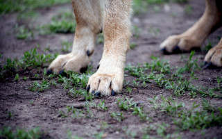 В Запорожье женщина сбросила собаку с 7 этажа на глазах у ребенка