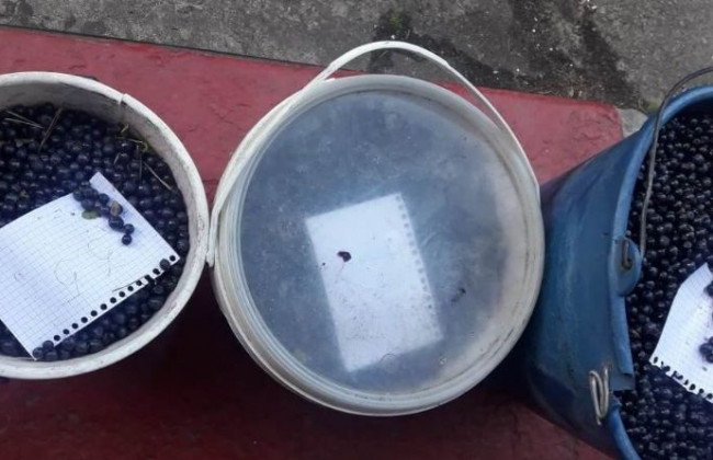 Киевлянам сообщили об инциденте с радиоактивной черникой