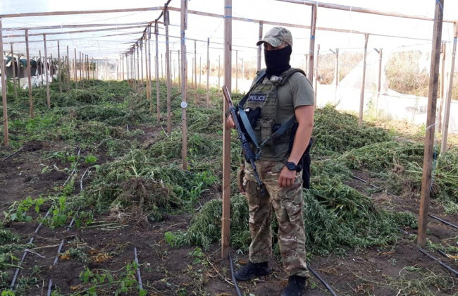 Рекордну плантацію коноплі виявили на Одещині, фото та відео