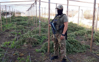 Рекордну плантацію коноплі виявили на Одещині, фото та відео