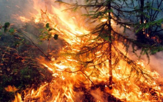 Сибирь в огне: лесные пожары в РФ не тушат из-за экономии средств