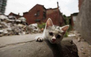 В Днепре живых котят похоронили под бетоном