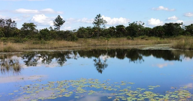 У ставку під Харковом знайшли тіло чоловіка з проломленою головою