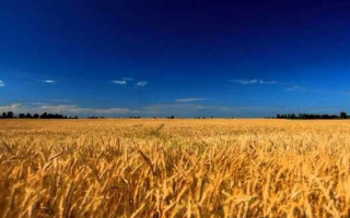 Суд просять зобов’язати КМУ розробити законопроект про обіг земель с/г призначення