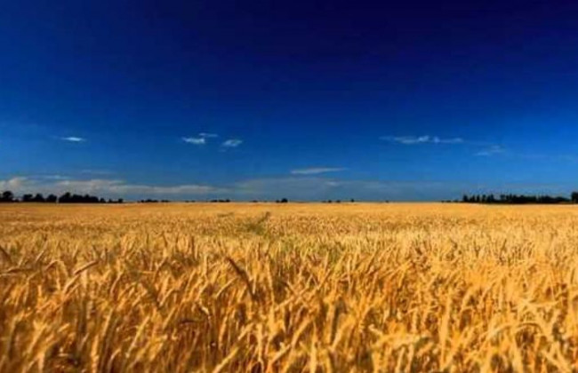 Суд просять зобов’язати КМУ розробити законопроект про обіг земель с/г призначення
