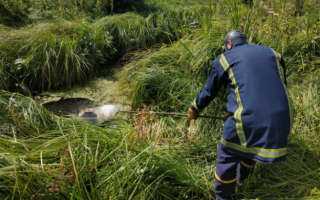 Страшная находка: из реки под Киевом выловили обезображенный труп