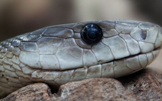 Трагедія на Львівщині: четверо людей постраждали від змій