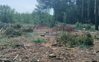 Частина лісу загадково зникла на Херсонщині: що відомо