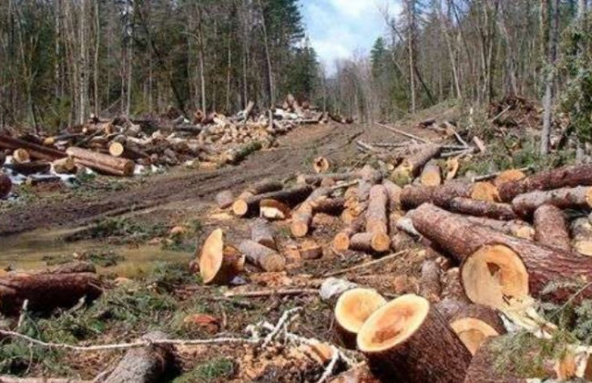 Масово вирубували ліс: ДБР викрило харківських лісників