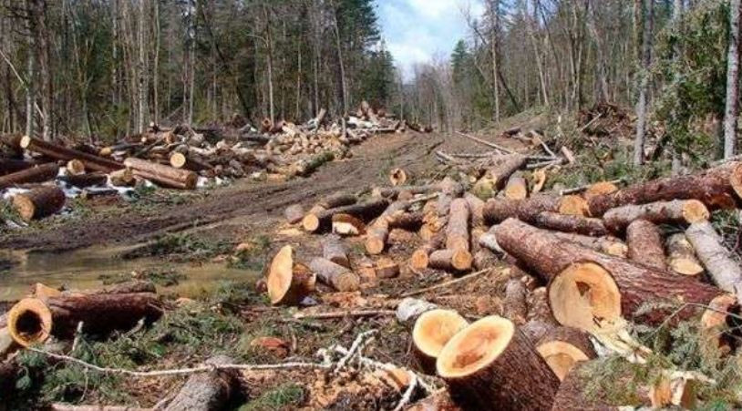 Масово вирубували ліс: ДБР викрило харківських лісників