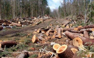 Масово вирубували ліс: ДБР викрило харківських лісників