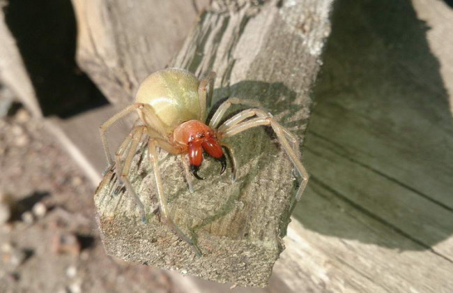 В Запорожской области заметили опасных пауков: есть жертвы