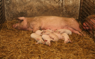 Во Львовской области из-за вируса чумы сожгли 27 тысяч свиней